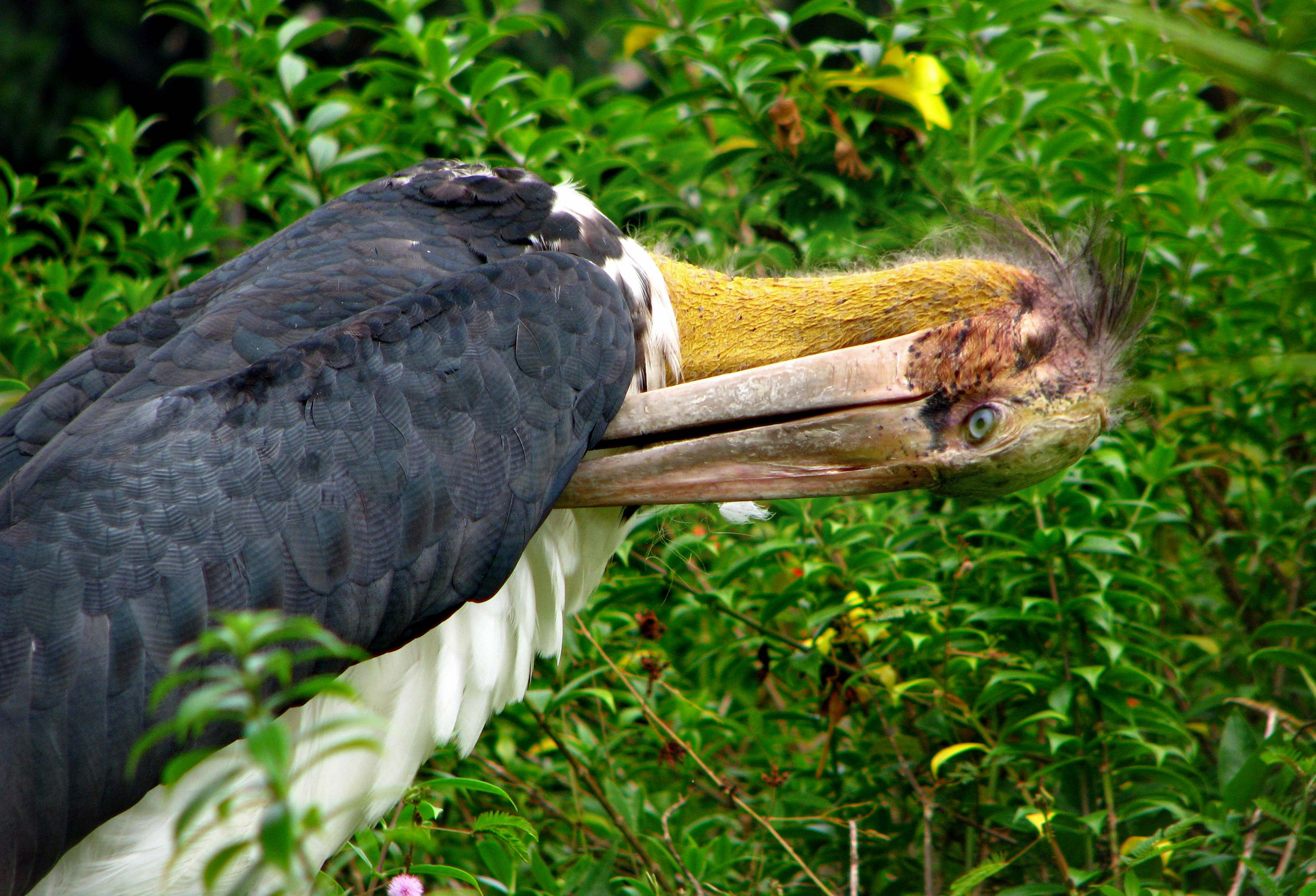 Lumphat Wildlife Sanctuary